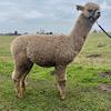 TOFT Nautilus Light Fawn Stud Male standing at TOFT Alpaca Stud